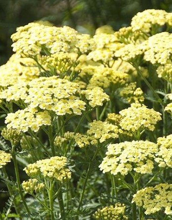 Тысячелистник Лемон