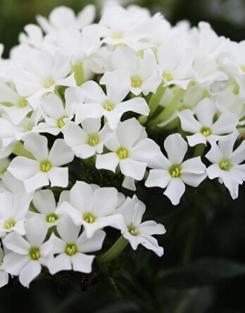 Флокс Эрли Вайт