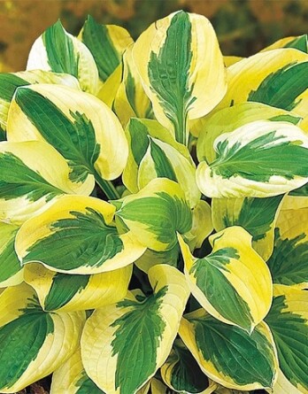 Хоста Брим Кап