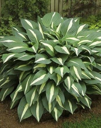 Хоста Вайт Бикини