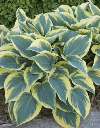 Хоста Карнавал