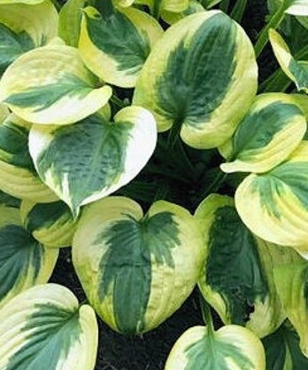 Хоста Саммер Лавин