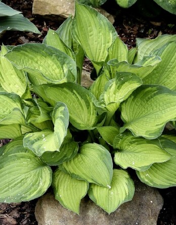 Хоста Шармон