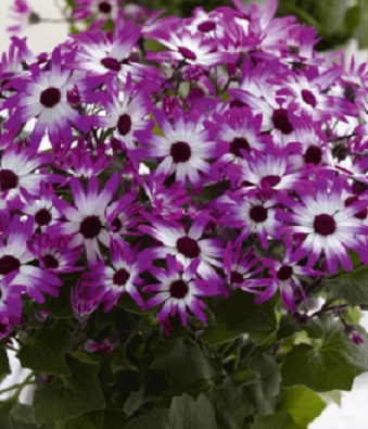 Цинерария Маджента Биколор