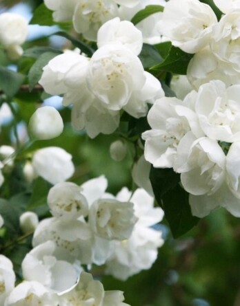 Чубушник виргинский