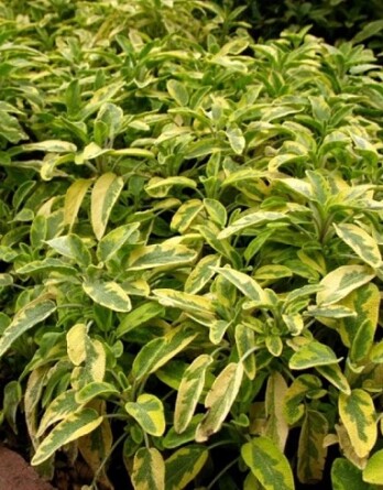 Шалфей Голдблатт