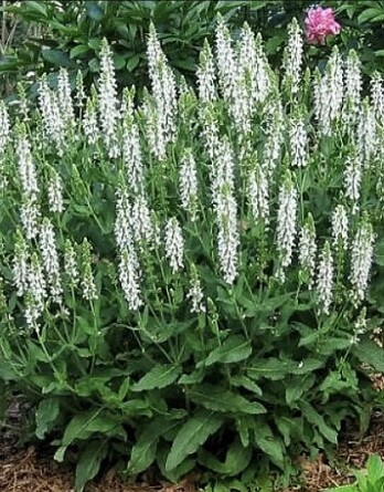 Шалфей Мерло Вайт