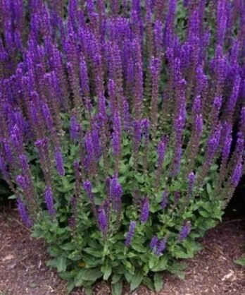 Шалфей Миднайт Пурпл