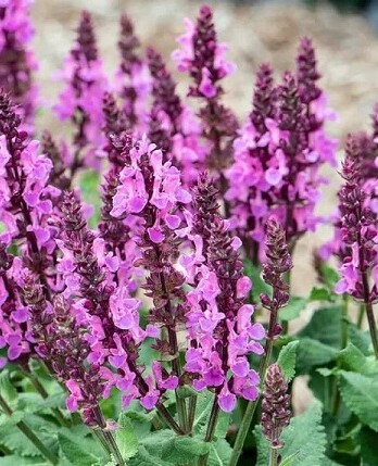 Шалфей Миднайт Роуз