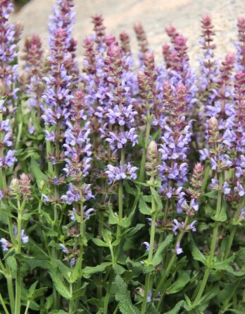 Шалфей Салют Айс Блю