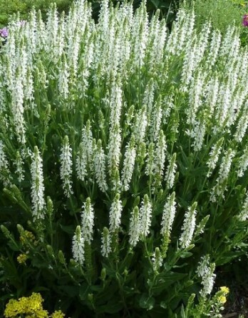 Шалфей Салют Вайт