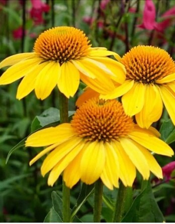 Эхинацея Полинейшн Голден Еллоу