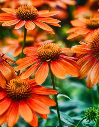Эхинацея Полинейшн Оранж Ред