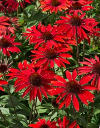Эхтнацея Фонтейн Ред
