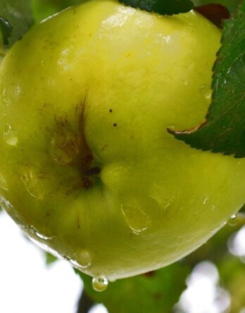 Яблоня Антоновка 600