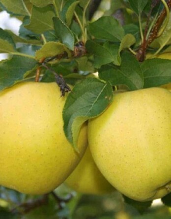 Яблоня Аркад желтый