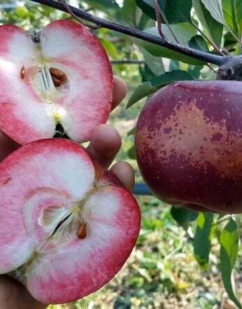 Яблоня Байя Мариса