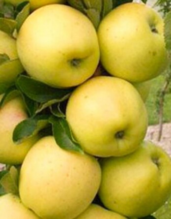 Яблоня Белое сладкое