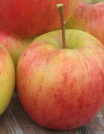 Яблоня Благая весть