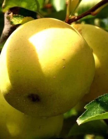 Яблоня Голден Суздальский