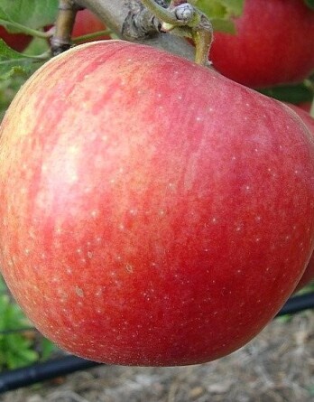 Яблоня Желанное