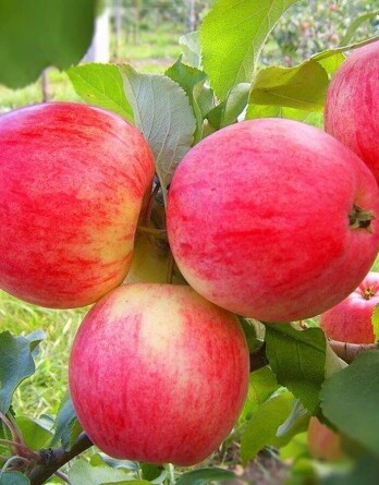 Яблоня Летнее крупное