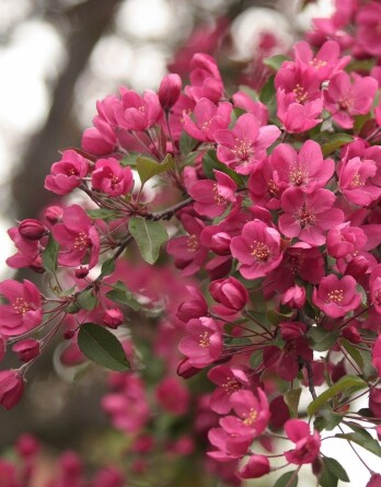 Яблоня Надзвецкого