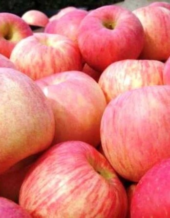 Яблоня Налив Розовый