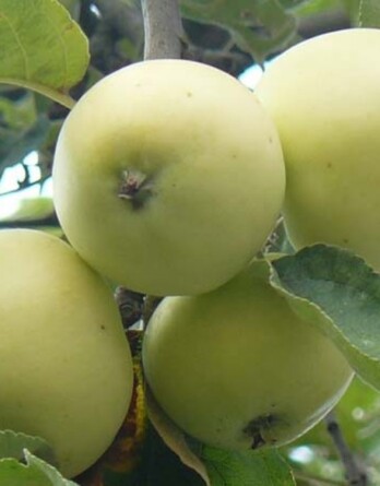 Яблоня Народное