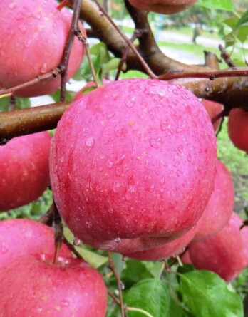 Яблоня Редслав Калипсо