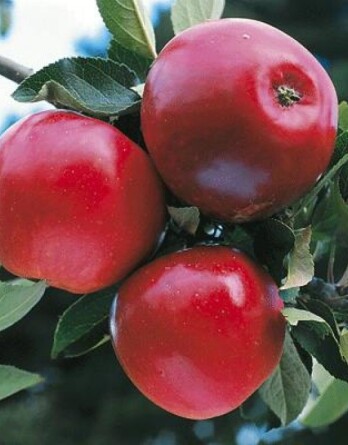 Яблоня Редслав Эра