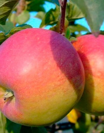 Яблоня Сладкая Нега