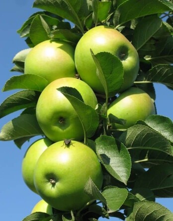 Яблоня Сладкое зеленое
