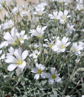 Ясколка Зильбертеппих