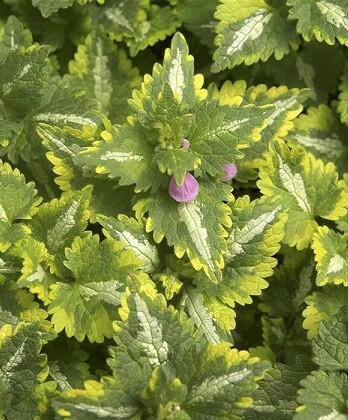 Яснотка Голден Аниверсари