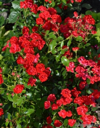 Роза Альберих