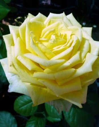 Роза Амандин