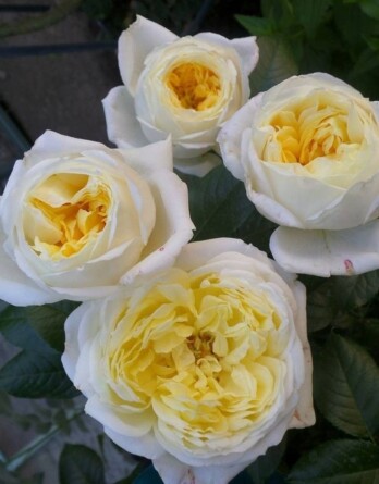 Роза Амнести Интернешнл