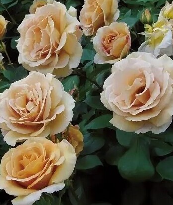 Роза Баттерскотч