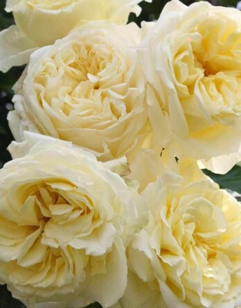 Роза Биг Бен