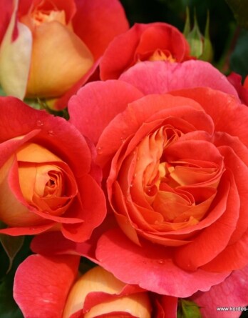 Роза Братья Гримм