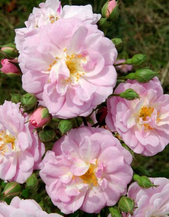 Роза Бризе Парфюм