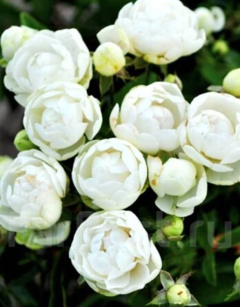 Роза Вайт Морсдаг