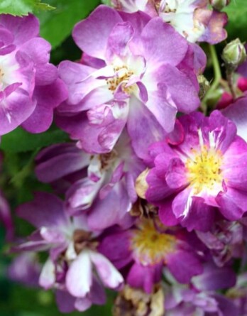 Роза Вейльхенблау