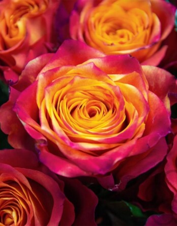 Роза Высшее Общество