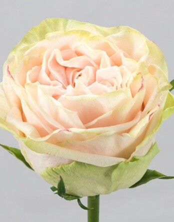 Роза Гарден Спирит