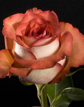 Роза Гиннесс