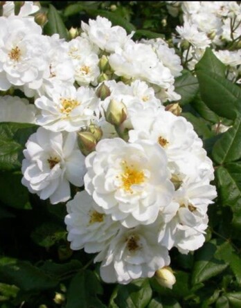 Роза Гирляндде амур