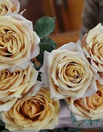 Роза Голден Мустард