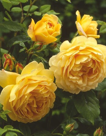 Роза Голден Селебрейшн